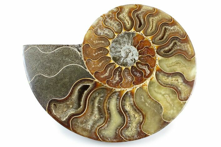 Cut & Polished Ammonite Fossil (Half) - Madagascar #364940